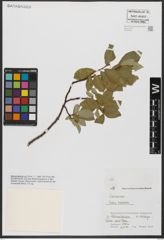 Foto von Salix hastata L.